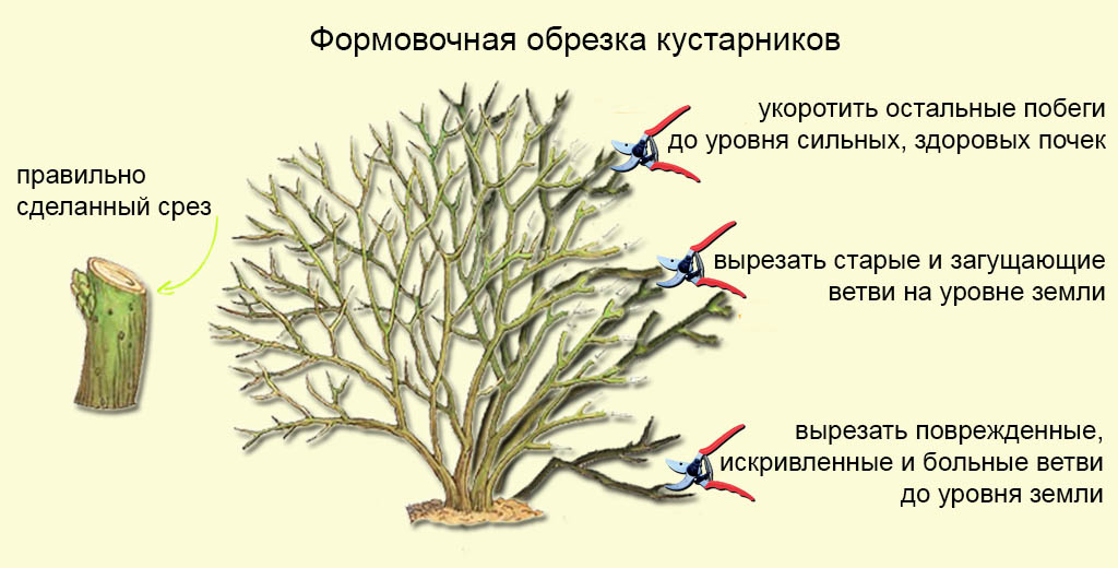 How to cover a spirea for the winter: pruning, plant care in the fall and preparation for wintering in the Moscow region, in the Urals