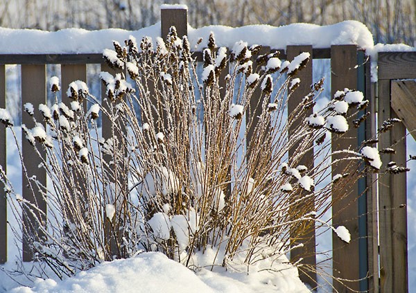 How to cover a spirea for the winter: pruning, plant care in the fall and preparation for wintering in the Moscow region, in the Urals