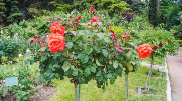 How to cover a standard rose for the winter + video