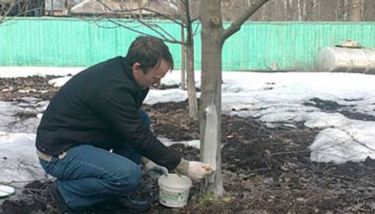 How to cover a young apple tree for the winter 