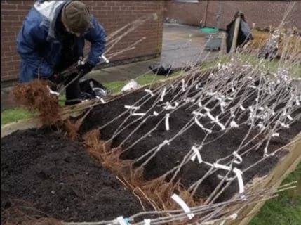 How to cover a young apple tree for the winter 