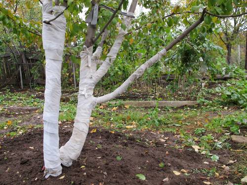 How to cover a young apple tree for the winter 