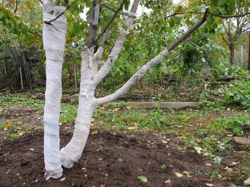 How to cover a young apple tree for the winter 