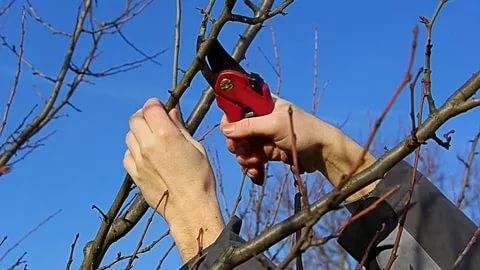 How to cover a young apple tree for the winter 