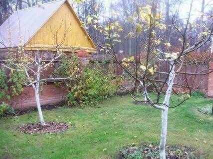 How to cover a young apple tree for the winter 