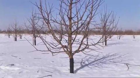 How to cover a young apple tree for the winter 