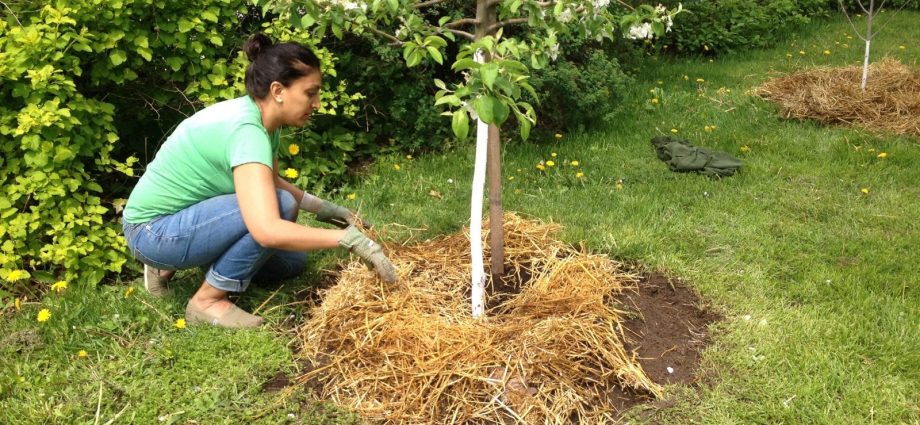 How to cover a young apple tree for the winter 