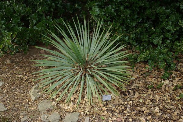 How to cover a yucca for the winter: how to properly insulate a garden, filamentous flower and prepare it for wintering in the Moscow region in the fall