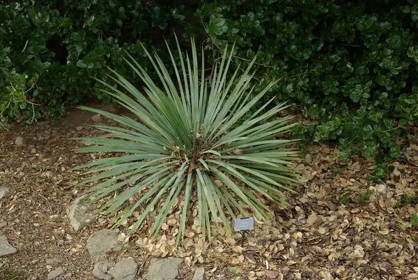 How to cover a yucca for the winter: how to properly insulate a garden, filamentous flower and prepare it for wintering in the Moscow region in the fall