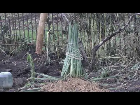 How to cover a yucca for the winter: how to properly insulate a garden, filamentous flower and prepare it for wintering in the Moscow region in the fall