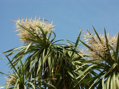 How to cover a yucca for the winter: how to properly insulate a garden, filamentous flower and prepare it for wintering in the Moscow region in the fall