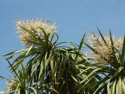 How to cover a yucca for the winter: how to properly insulate a garden, filamentous flower and prepare it for wintering in the Moscow region in the fall