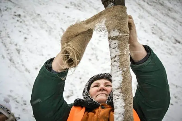 How to cover an apple tree for the winter in Siberia