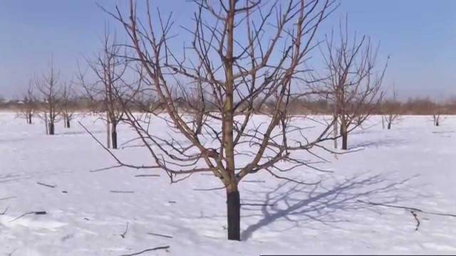 How to cover an apple tree for the winter in Siberia