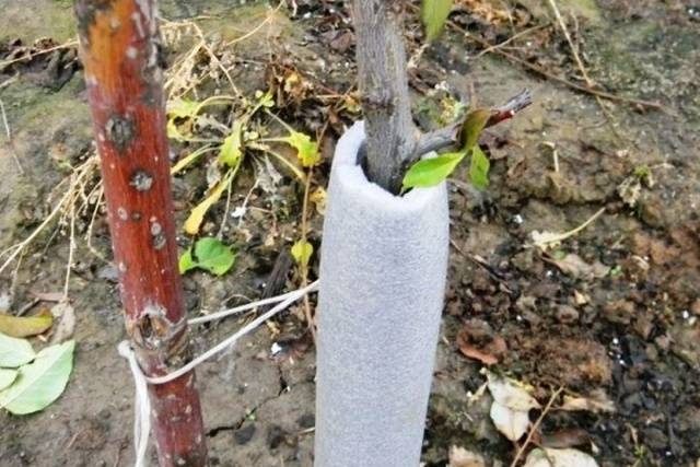 How to cover an apple tree for the winter in Siberia