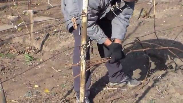 How to cover an apple tree for the winter in Siberia