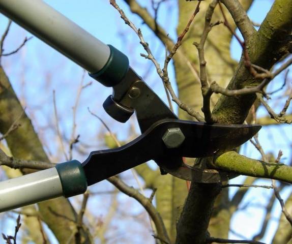 How to cover an apple tree for the winter in Siberia