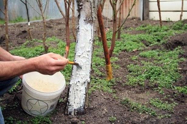 How to cover an apple tree for the winter in Siberia