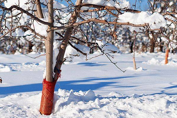 How to cover an apple tree for the winter in Siberia