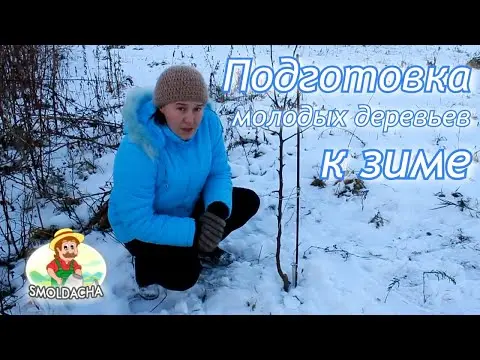 How to cover an apple tree for the winter in Siberia