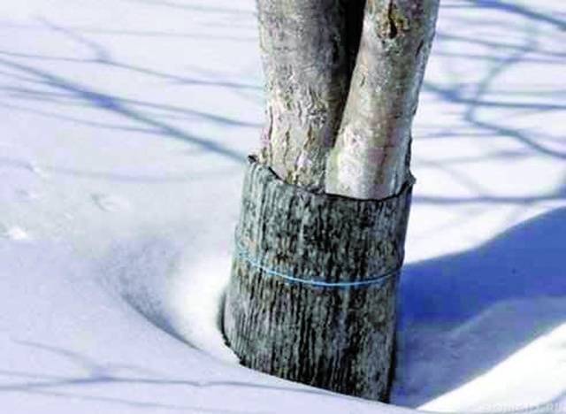 How to cover an apple tree for the winter in Siberia