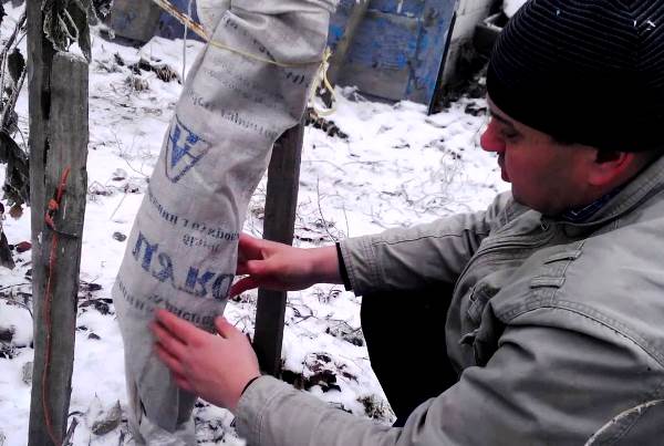 How to cover an apple tree for the winter so that it survives the cold