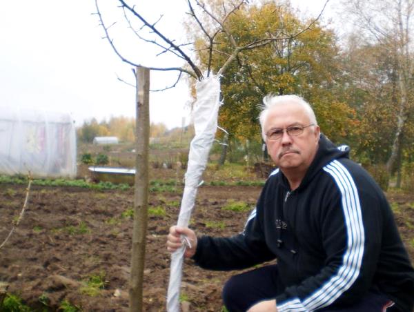 How to cover an apple tree for the winter so that it survives the cold