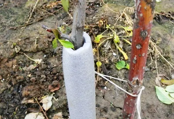 How to cover an apple tree for the winter so that it survives the cold