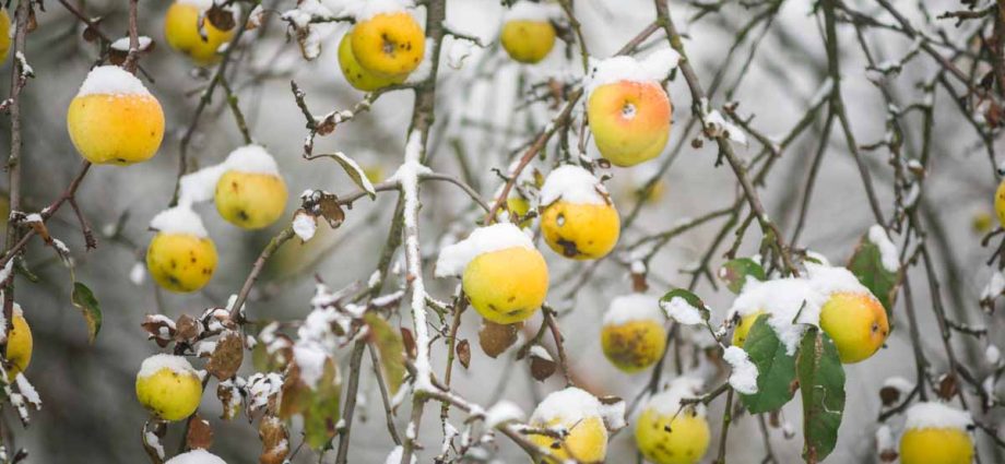 How to cover an apple tree for the winter so that it survives the cold