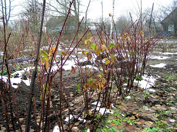 How to cover blackberries for the winter: recommendations and tips for gardeners