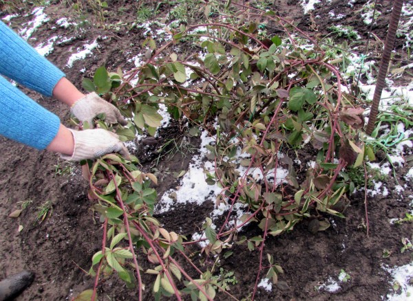 How to cover blackberries for the winter: recommendations and tips for gardeners