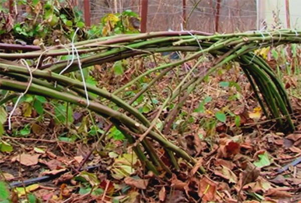 How to cover blackberries for the winter: recommendations and tips for gardeners