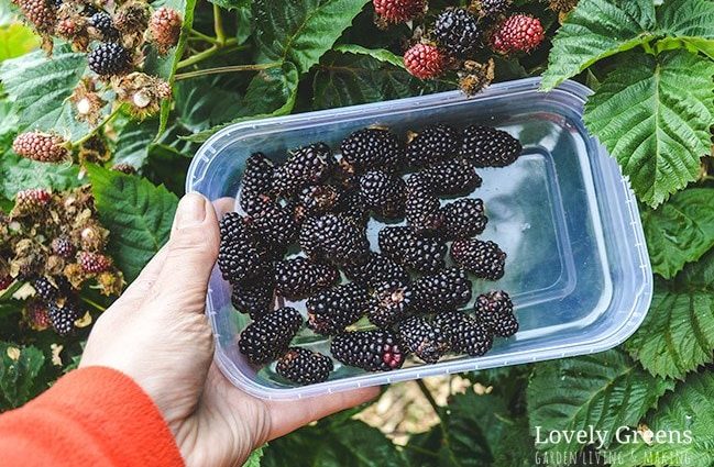 How to cover blackberries for the winter: recommendations and tips for gardeners