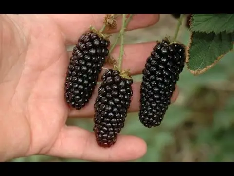 How to cover blackberries for the winter: recommendations and tips for gardeners