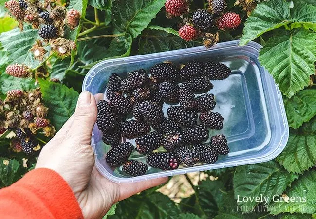 How to cover blackberries for the winter: recommendations and tips for gardeners