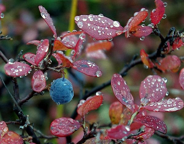 How to cover blueberries for the winter: rules for warming garden tall shrubs, autumn care in different regions