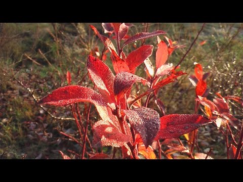 How to cover blueberries for the winter: rules for warming garden tall shrubs, autumn care in different regions