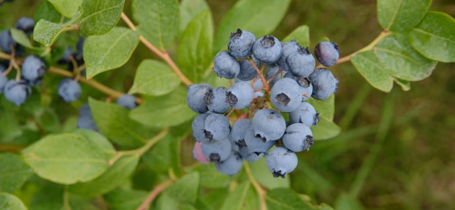 How to cover blueberries for the winter: rules for warming garden tall shrubs, autumn care in different regions