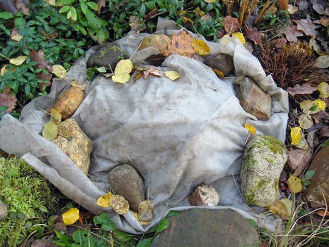 How to cover chrysanthemums for the winter: preparation of perennial spray flowers on the site, pruning, shelter in the Urals, Moscow region