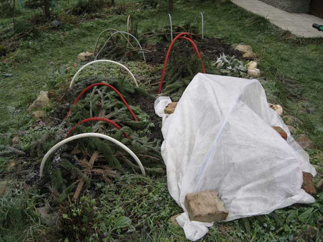 How to cover chrysanthemums for the winter: preparation of perennial spray flowers on the site, pruning, shelter in the Urals, Moscow region