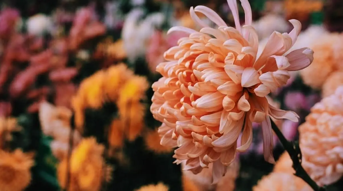 How to cover chrysanthemums for the winter: preparation of perennial spray flowers on the site, pruning, shelter in the Urals, Moscow region