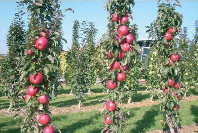 How to cover columnar apple trees for the winter