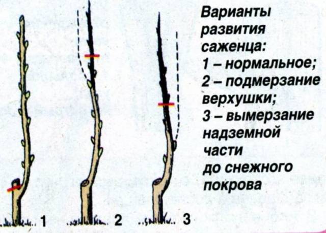 How to cover columnar apple trees for the winter