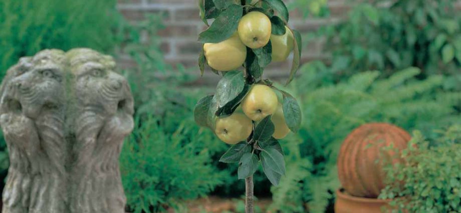 How to cover columnar apple trees for the winter