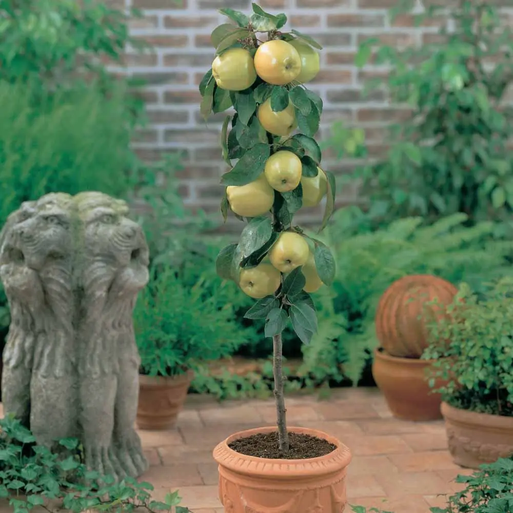 How to cover columnar apple trees for the winter