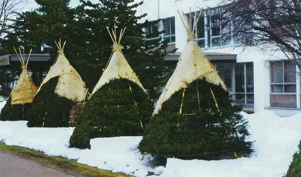 How to cover conifers for the winter: caring for spruce, cedar, cypress, fir, yew, pine in autumn and sheltering trees