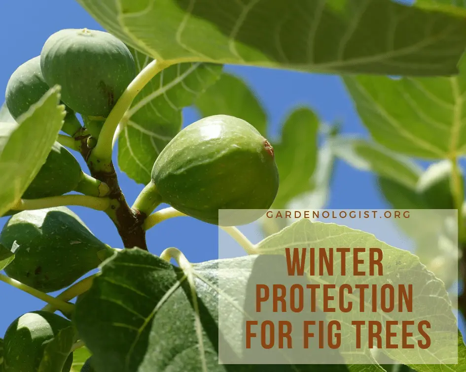 How to cover figs for the winter: at what temperature do they do it, preparation, autumn care and warming in different regions