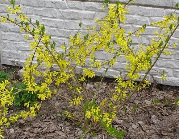 How to cover forsythia for the winter: caring for flowers in the fall, preparing a shelter in the suburbs and other areas