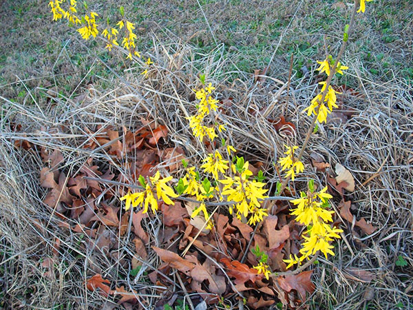 How to cover forsythia for the winter: caring for flowers in the fall, preparing a shelter in the suburbs and other areas