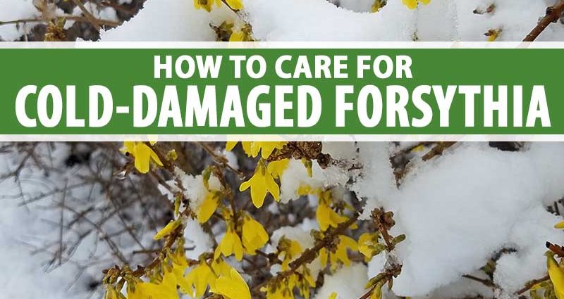 How to cover forsythia for the winter: caring for flowers in the fall, preparing a shelter in the suburbs and other areas